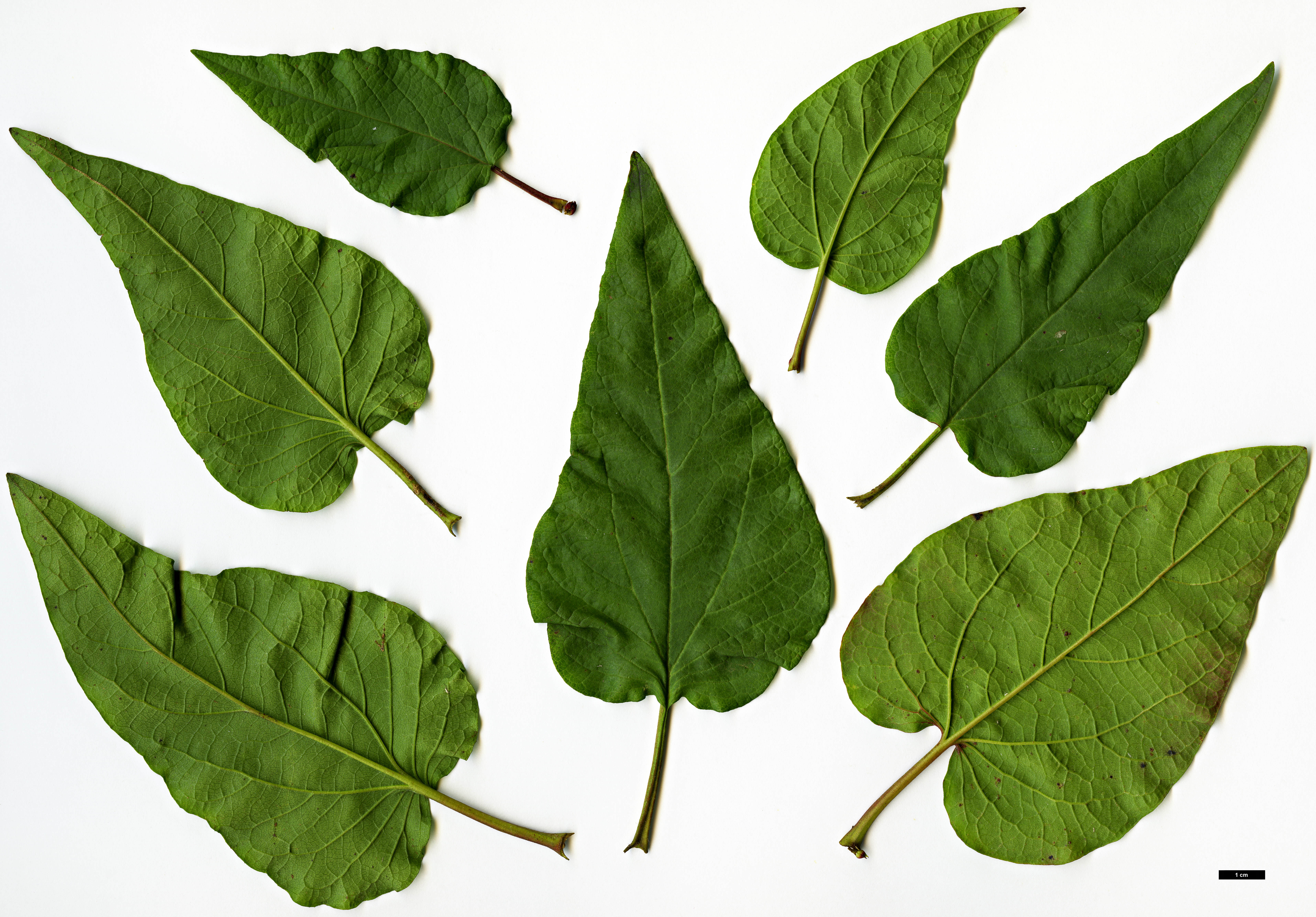 High resolution image: Family: Cistaceae - Genus: Cistus - Taxon: populifolius - SpeciesSub: subsp. populifolius High resolution image: Family: Cistaceae - Genus: Cistus - Taxon: populifolius - SpeciesSub: subsp. populifolius